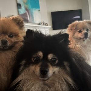 Meet your Posher, Paul